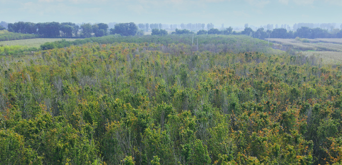 東城角苗木基地